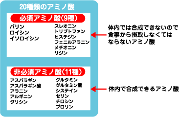 必須アミノ酸 非必須アミノ酸