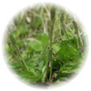 <a href=http://px.a8.net/svt/ejp?a8mat=ZUWOO+5GHBO2+DMU+BWGDT&a8ejpredirect=http%3A%2F%2Fwww%2Esuplinx%2Ecom%2Fshop%2Fgoods%2Fgoods%2Easpx%3Fgoods%3D015%2D15800 target=blank>�����ꥢ�ॷ���ɡʥ����Х���ҡ�</a> 