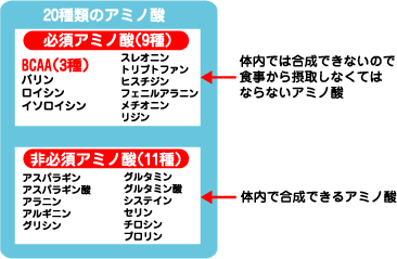 BCAAの基礎知識