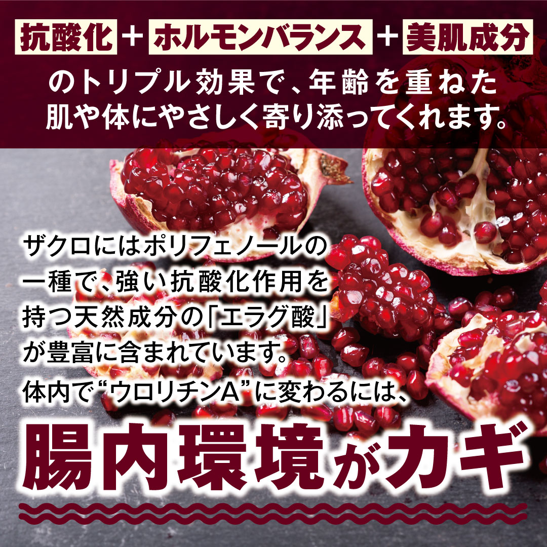 ��i�̉h�{�o�����X��ǋ������A�E�����`��A�z���T�v�������g