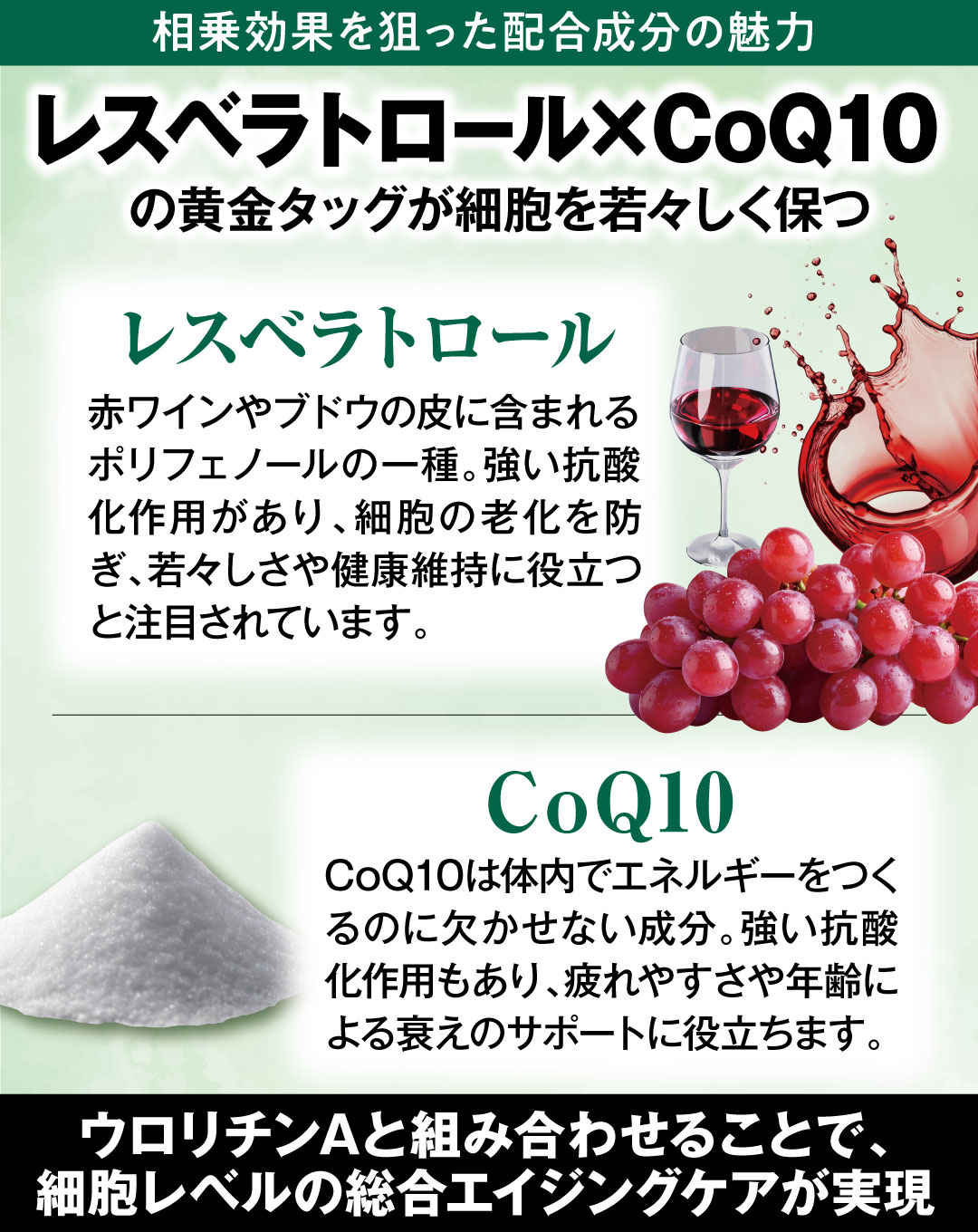 ��i�̉h�{�o�����X��ǋ������A�E�����`��A�z���T�v�������g