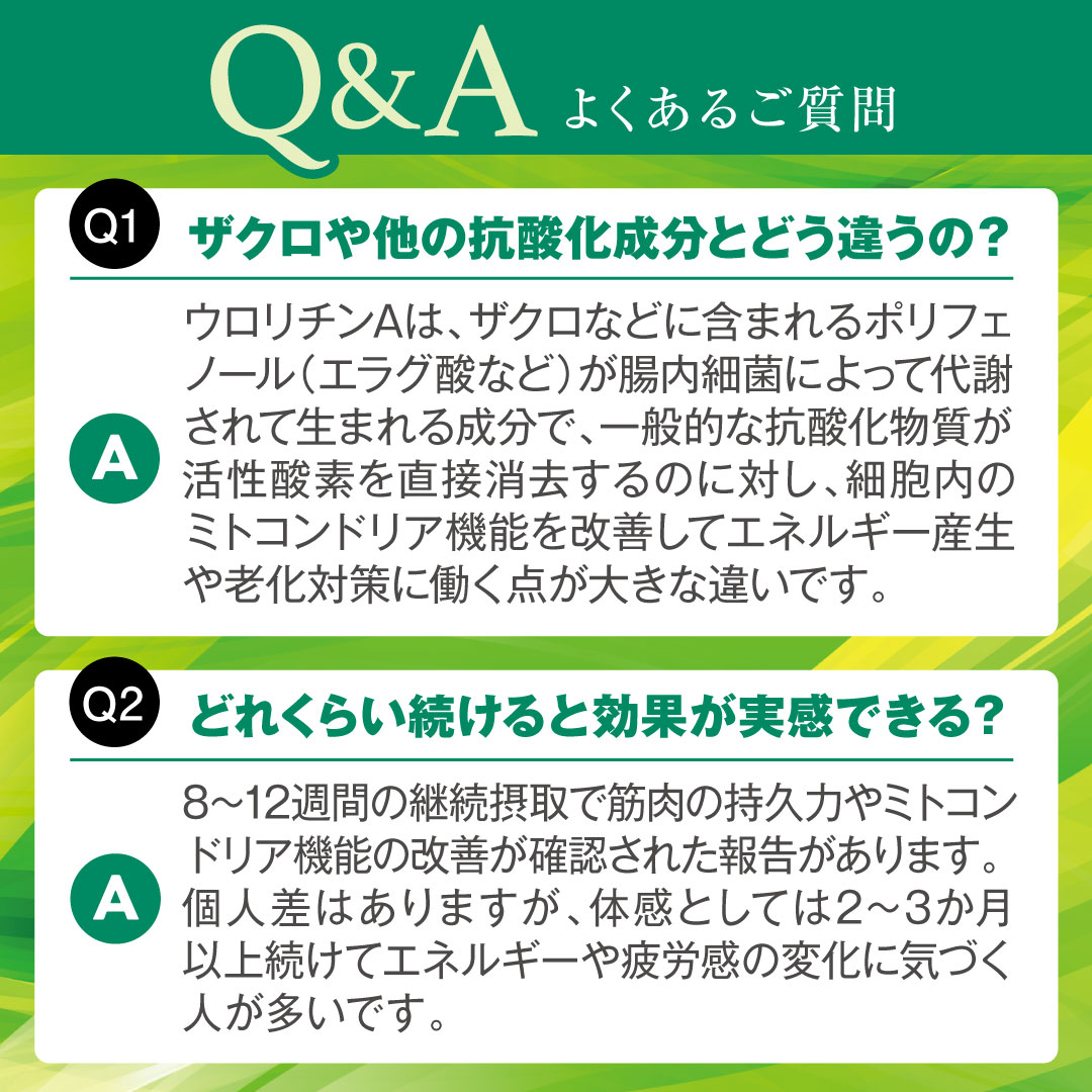 ��i�̉h�{�o�����X��ǋ������A�E�����`��A�z���T�v�������g