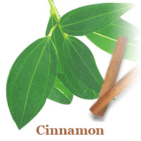 ドクターズベスト シナモンエキス(シヌリンPF)