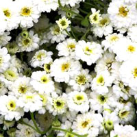 フィーバーフュー/ナツシロギク(夏白菊)エキス 400mg