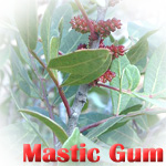 �}�X�e�B�b�N�K��