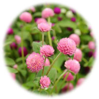 ���b�h�N���[�o�[�G�L�X 500mg